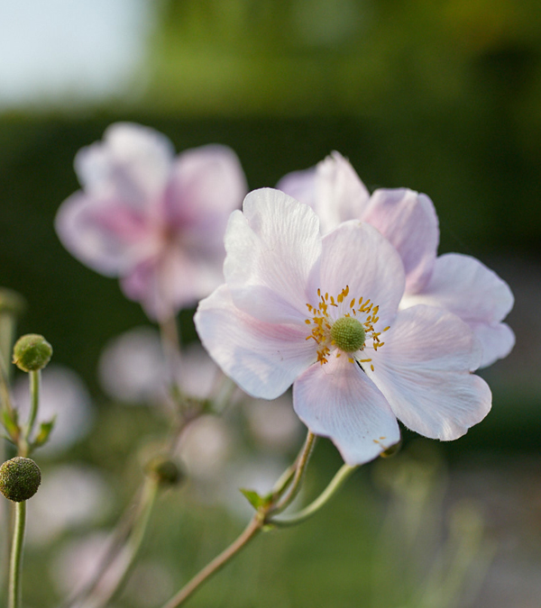 Blewbury Water Garden's image of a beautiful flower