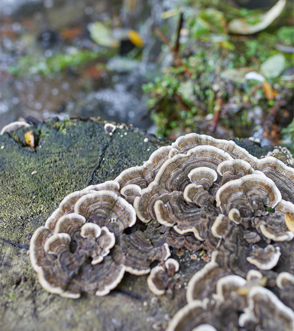 Blewbury Water Garden's image of a beautiful tree